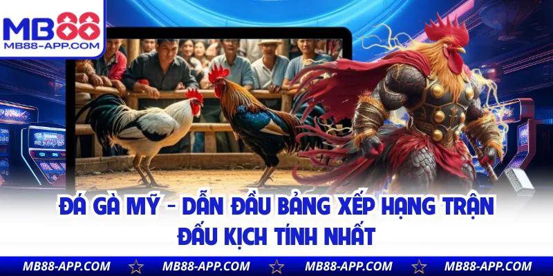 Đá Gà Mỹ - Dẫn Đầu Bảng Xếp Hạng Trận Đấu Kịch Tính Nhất