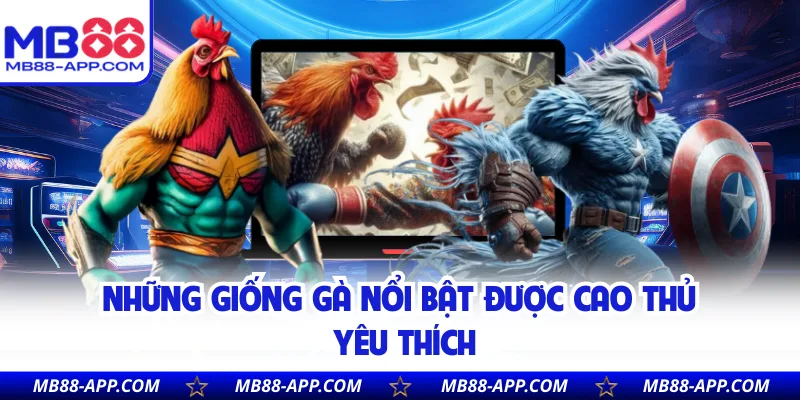 Những giống gà nổi bật được cao thủ yêu thích